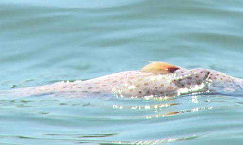 Phu Yen: Ca nuoi chet hang loat, ngu dan trang tay