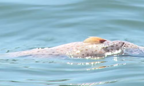 Phu Yen: Ca nuoi chet hang loat, ngu dan trang tay
