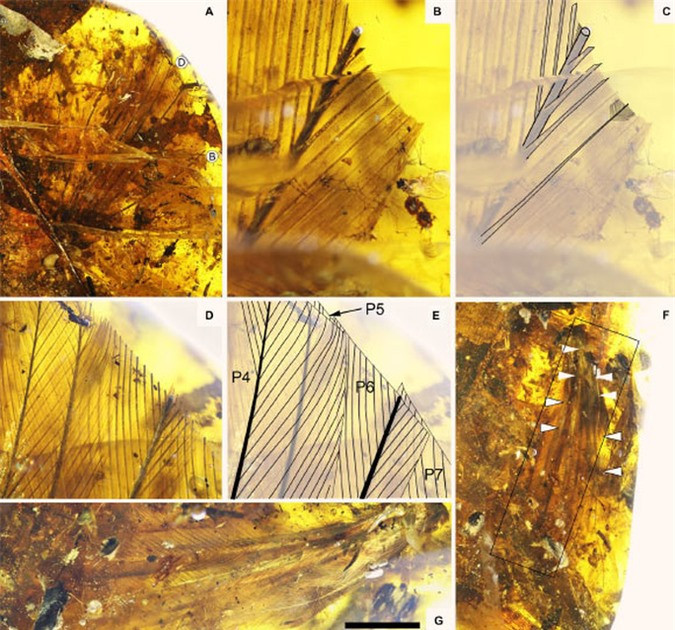 Kinh ngac truoc vien da quy chua sinh vat khong dau 99 trieu tuoi