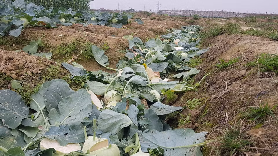 Dich COVID-19 khien Hai Duong thiet hai ca nghin ty-Hinh-3