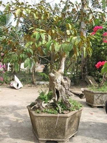 Chủ nhân của gốc vú sữa cổ thụ trên 100 năm tuổi này là anh Hà Quốc Toản ở Sóc Trăng. Anh Toản cho biết chậu kiểng này được một bà cụ 90 tuổi ở Sóc Trăng tặng khi anh khoan giếng bơm tay cho nhà bà.