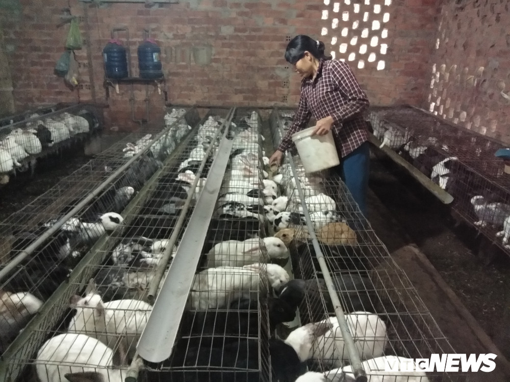 Bà Cậy với 4.000 con thỏ cho thu nhập rủng rỉnh 200 triệu đồng mỗi năm. (Ảnh: Gia Linh)