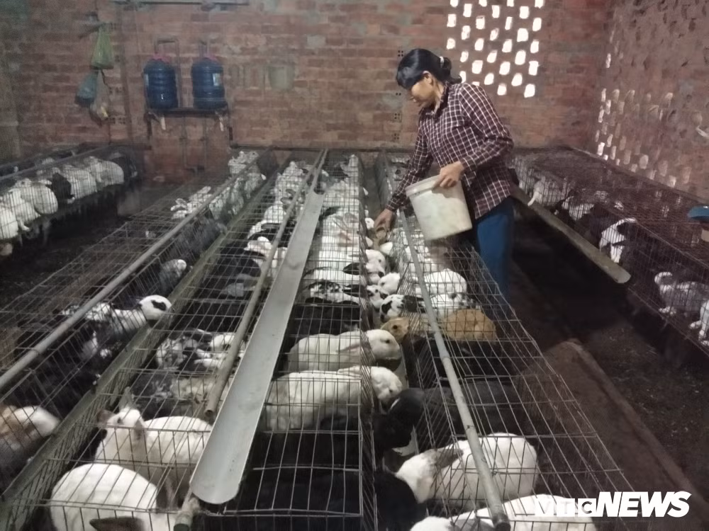 Bà Cậy với 4.000 con thỏ cho thu nhập rủng rỉnh 200 triệu đồng mỗi năm. (Ảnh: Gia Linh)