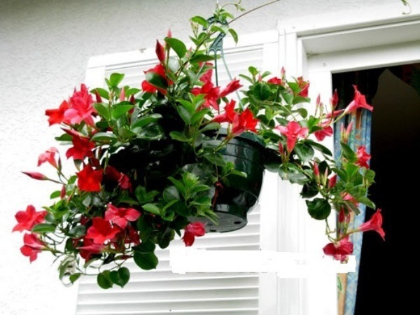 Dây leo hồng anh Những bông hoa màu hồng nở dịu dàng trên từng cành đang vươn mình leo khắp nơi là điểm mạnh của loài hoa leo hồng anh. Vì thế, bạn có thể trồng cây hoa trong chậu để cây leo ở ban công, bệ cửa sổ hay làm điểm nhấn trên tường phòng khách. Hãy khéo léo tạo dáng hoa ở phần diện tích phù hợp, có chút nắng để cây phát triển nhanh, nở hoa đẹp.