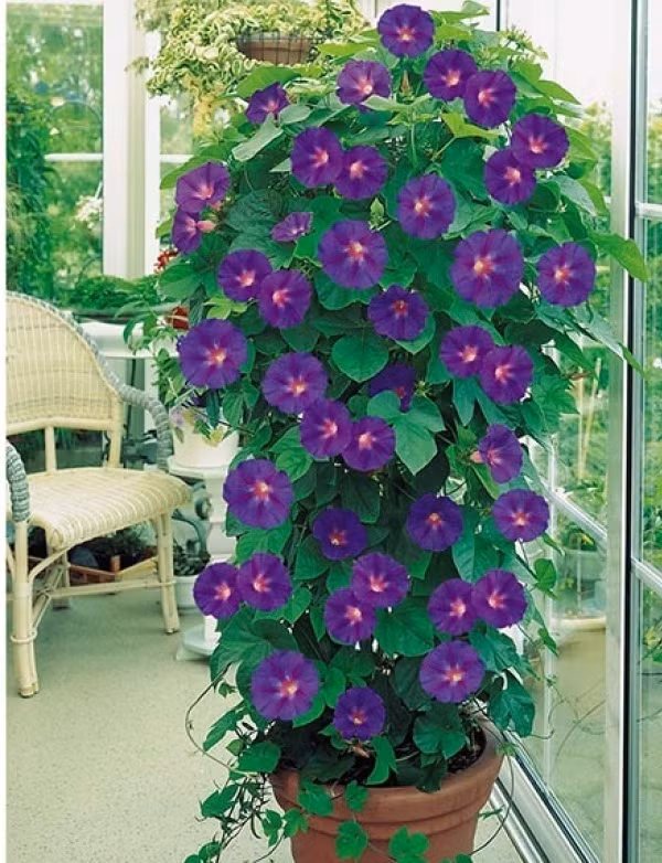 Hoa bìm bìm Hoa bìm bìm nếu phát triển trong tự nhiên sẽ vô cùng vượt trội. Tuy nhiên, khi được trồng trong chậu, khả năng leo sẽ được hạn chế. Vì thế, với những người sống ở nông thôn, ký ức về một tuổi thơ có những hình ảnh dậu bìm bìm leo kín mái nhà, kín hàng rào với điểm nhấn tim tím của hoa. Vì thế, bạn có thể gắn cây ở cửa sổ phòng bếp hay ban công, phòng khách hay nơi làm việc một chậu bìm bìm để chúng leo ở khoảng diện tích xác định, nở hoa đẹp lung linh trong nhà mà không mất nhiều thời gian chăm bón.