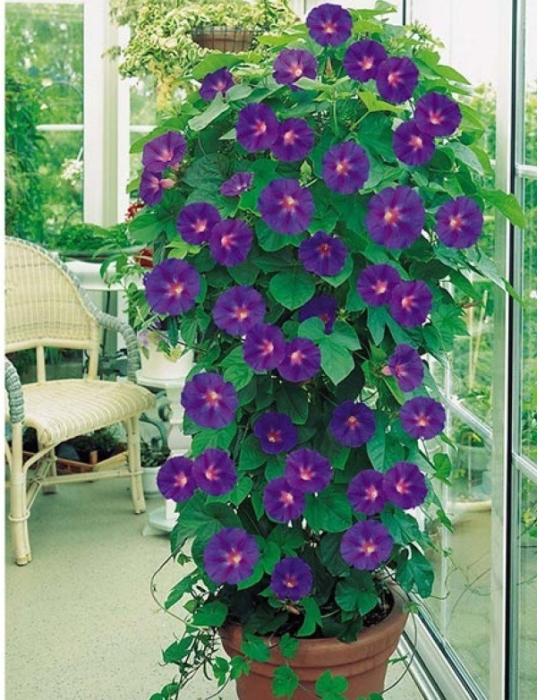 Hoa bìm bìmHoa bìm bìm nếu phát triển trong tự nhiên sẽ vô cùng vượt trội. Tuy nhiên, khi được trồng trong chậu, khả năng leo sẽ được hạn chế. Vì thế, với những người sống ở nông thôn, ký ức về một tuổi thơ có những hình ảnh dậu bìm bìm leo kín mái nhà, kín hàng rào với điểm nhấn tim tím của hoa. Vì thế, bạn có thể gắn cây ở cửa sổ phòng bếp hay ban công, phòng khách hay nơi làm việc một chậu bìm bìm để chúng leo ở khoảng diện tích xác định, nở hoa đẹp lung linh trong nhà mà không mất nhiều thời gian chăm bón.