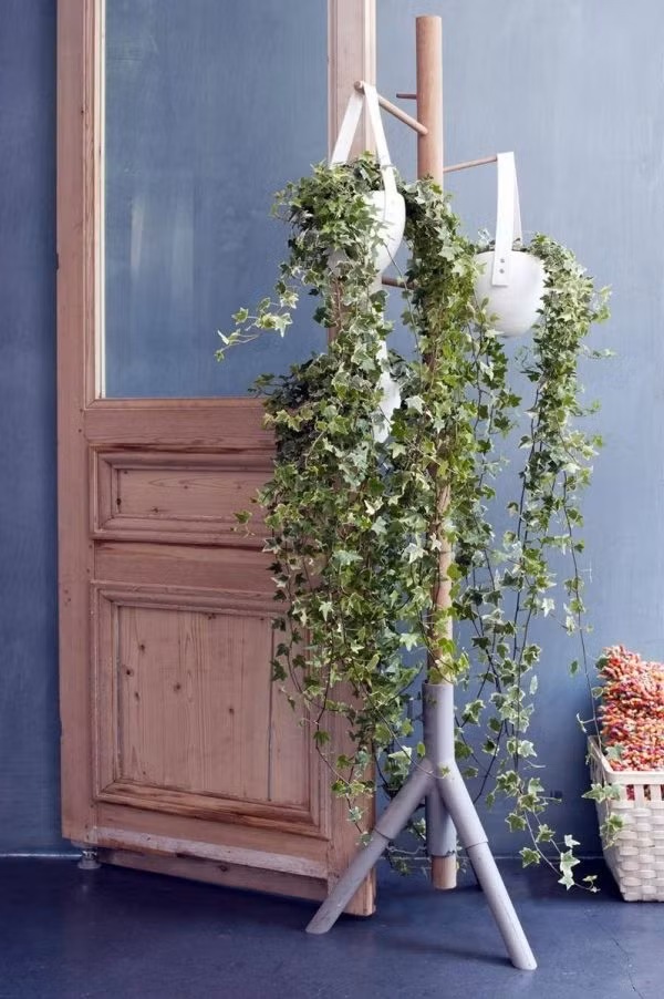 Cây thường xuân Thường xuân là loại cây cảnh tuyệt đẹp với những chiếc lá nhìn xa như những bông hoa li ti màu xanh. Những cành thường xuân rủ hoặc leo tuỳ vào cách trồng, chăm sóc và uốn của bạn. Thường xuân là loài cây không tốn nhiều thời gian chăm sóc nhưng luôn giữ được vẻ rực rỡ ngay trong những ngày thời tiết khắc nghiệt. Một khung cửa sổ mộng mơ hay kệ phòng khách duyên dáng hơn khi có sự hiện diện của những tán thường xuân.