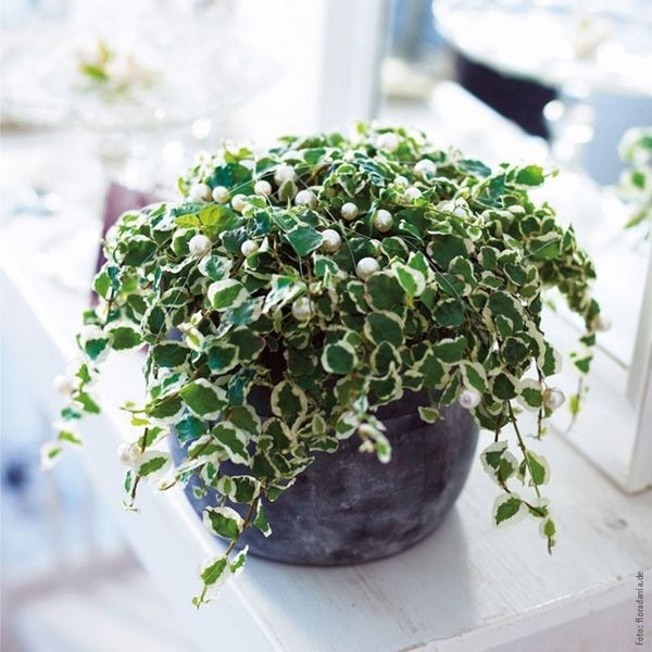 Cách làm này không chỉ tạo không khí trong lành, yên vui mà còn giảm bớt chi phí trang trí nhưng vẫn mang đến hiệu quả làm đẹp tối đa cho không gian sống dù nhỏ đến đâu và nhỏ cỡ nào.