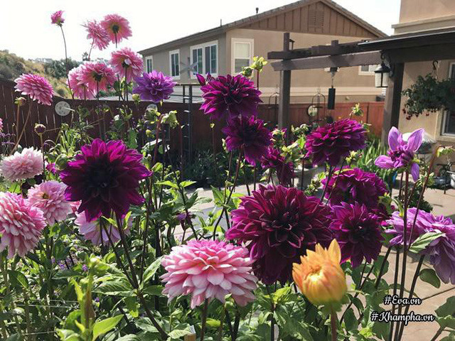 Khu vườn nhà chị quanh năm có hoa nhờ những loại cây ngắn ngày.