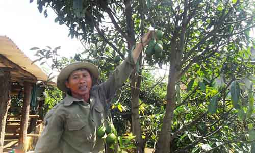 Ông Nguyễn Hải bên vườn bơ ghép của gia đình. Ảnh: Nhật Minh