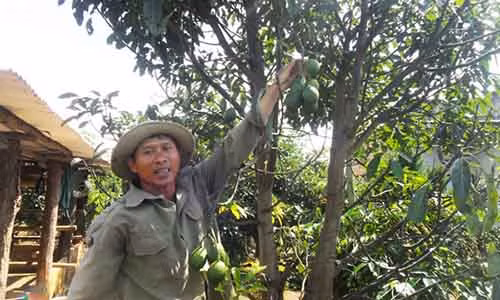 Ông Nguyễn Hải bên vườn bơ ghép của gia đình. Ảnh: Nhật Minh