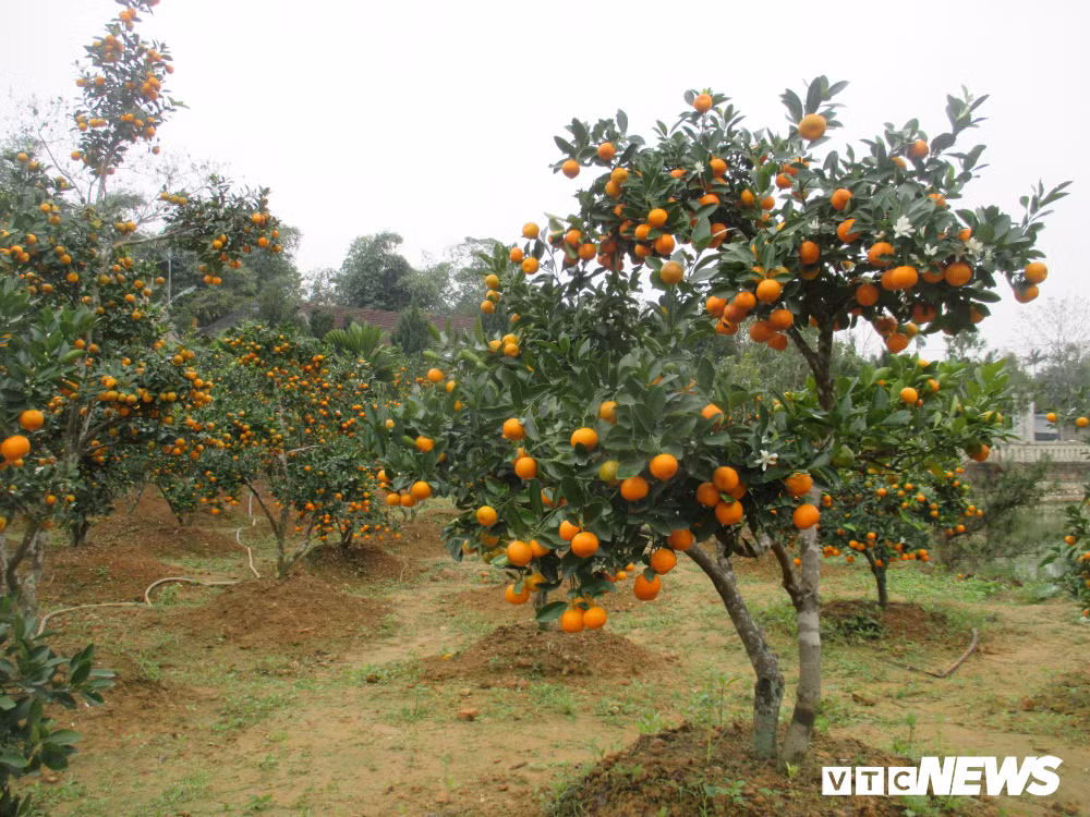 Những cây quất này đều tăng giá thêm từ 100-300 nghìn đồng/cây so với năm ngoái.