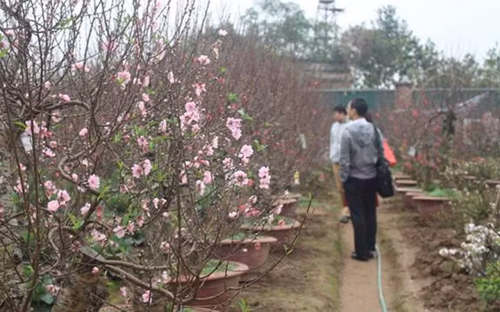 Tại các vườn đào thu hút rất đông khách đến chọn đào chơi Tết (Ảnh: baoxaydung)