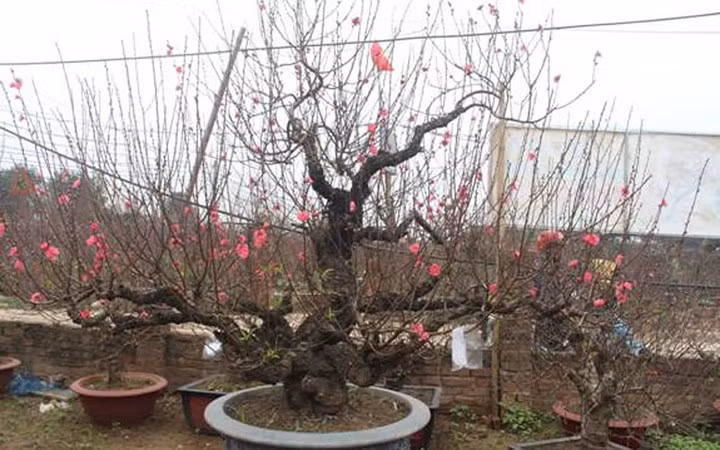 Một cây đào được bán với giá 50 triệu ở Nhật Tân (Ảnh: baoxaydung)