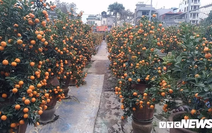 Về Nhật Tân, nhiều khách hàng lựa chọn chơi quất bonsai bởi sự bắt mắt và chơi bền (Ảnh: VTC News)