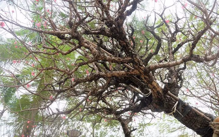 Cây đào cổ thu hút sự chú ý của mọi người không chỉ vì mức giá thuê đắt đỏ mà vì cây có hình dáng độc lạ, thân gốc xù xì nổi bật (Ảnh: Nhịp sống kinh tế)