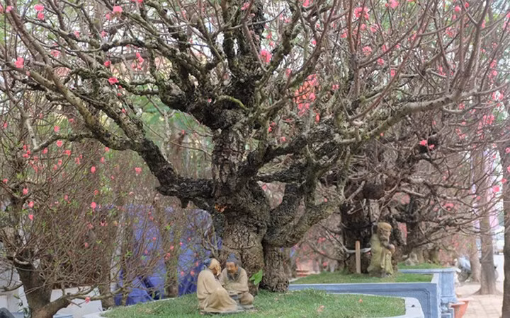 Nhiều gốc đào cổ thụ được nhà vườn bày tại chợ hoa Tết, nhiều gốc có giá thuê hàng chục triệu đồng (Ảnh: Nhịp sống kinh tế)