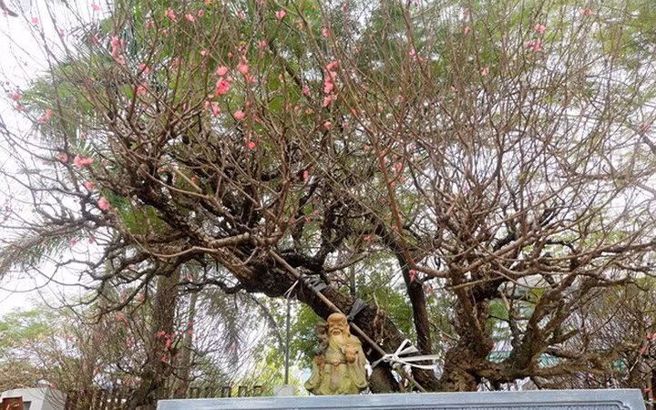 Cây đào cổ Nhật Tân “hét” giá thuê 150 triệu đồng (Ảnh: Nhịp sống kinh tế)