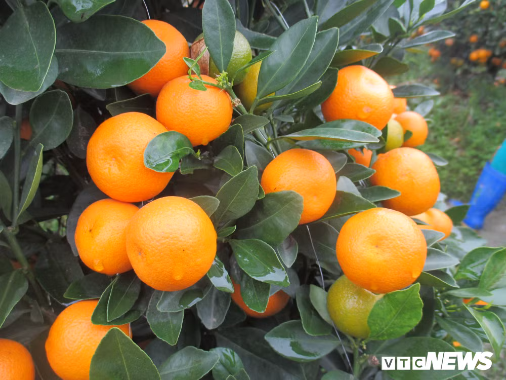 Quất Tết ở Thanh Hóa đang tăng giá do trận lụt lịch sử.