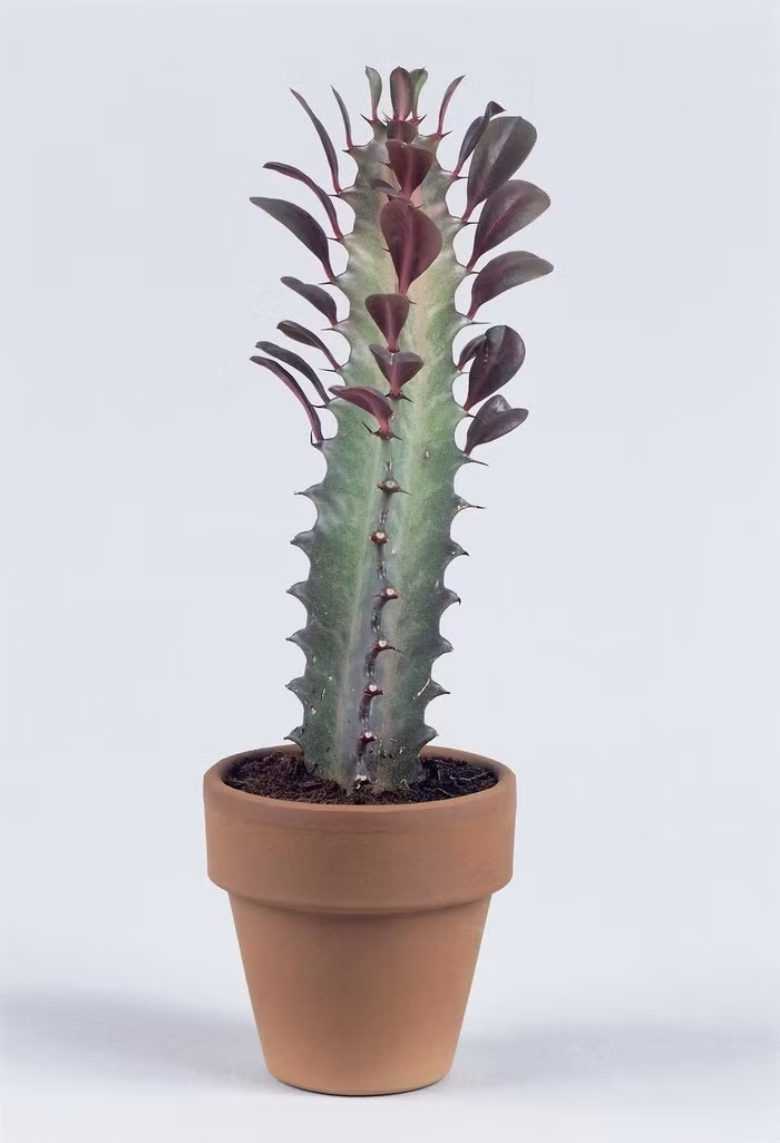 Xương rồng kiểng Xương rồng kiểng là một trong những loại cây dễ trồng nhất. Nếu được trồng ở đất tốt, cây có thể cao tới 2,4m. Xương rồng kiểng có thân màu xanh và lá cây màu đỏ tía. Đây là loại cây cần rất ít nước, bạn chỉ cần tưới cây 2 lần 1 tháng.