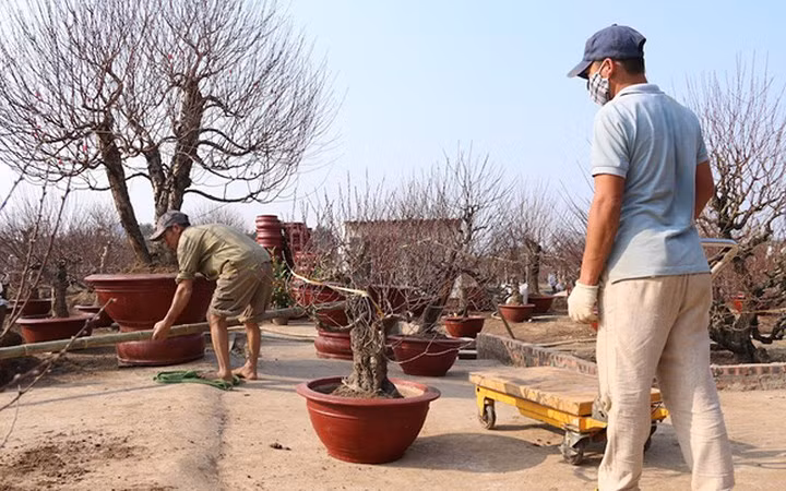 Lao động thời vụ ở Nhật Tân kiếm tiền triệu mỗi ngày nhờ đào, quất (Ảnh: Dân trí)