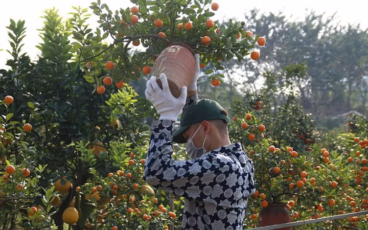 Giá một cây quất bonsai đặt bàn không đắt, chỉ từ 100 - 300.000 đồng (Ảnh: Dân trí)