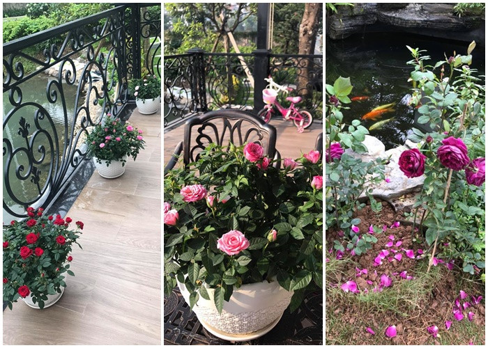 Dân mạng tinh ý “soi” ra ngay vị trí hồ cá mà vợ đại gia kim cương quay clip. Dựa trên bối cảnh và một vài tư liệu sẵn có, mọi người đều chắc chắn 100% rằng bối cảnh của clip chú mèo Tiểu Báo tinh nghịch chính là tư gia của gia đình chị. Bên cạnh chiếc hồ chính trong khuôn viên biệt thự còn có một chiếc hồ cá nhỏ hơn nuôi cá Koi. Hồ nhỏ này cũng lọt vào ống kính, khi chú mèo Tiểu Báo đang vờn cá giữa lối đi lát đá.