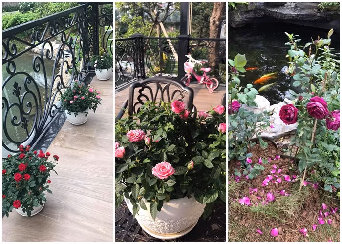 Dân mạng tinh ý “soi” ra ngay vị trí hồ cá mà vợ đại gia kim cương quay clip. Dựa trên bối cảnh và một vài tư liệu sẵn có, mọi người đều chắc chắn 100% rằng bối cảnh của clip chú mèo Tiểu Báo tinh nghịch chính là tư gia của gia đình chị. Bên cạnh chiếc hồ chính trong khuôn viên biệt thự còn có một chiếc hồ cá nhỏ hơn nuôi cá Koi. Hồ nhỏ này cũng lọt vào ống kính, khi chú mèo Tiểu Báo đang vờn cá giữa lối đi lát đá.