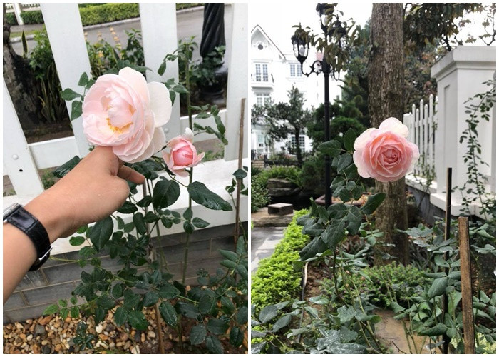 Những bông hoa hồng xinh xắn trồng quanh nhà chính là niềm vui tao nhã hàng ngày của chị Vân Anh cùng các con.