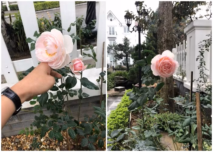 Những bông hoa hồng xinh xắn trồng quanh nhà chính là niềm vui tao nhã hàng ngày của chị Vân Anh cùng các con.
