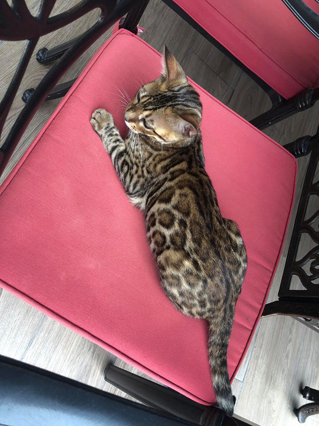 Vo dai gia kim cuong khoe meo cung lo biet thu 