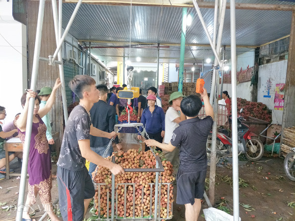 Tại cơ sở thu mua vải của bà Nguyễn Thị Hoài ở phố Kim (xã Phượng Sơn, huyện Lục Ngạn, tỉnh Bắc Giang) vào những ngày này luôn có hàng chục công nhân làm việc.