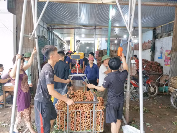 Tại cơ sở thu mua vải của bà Nguyễn Thị Hoài ở phố Kim (xã Phượng Sơn, huyện Lục Ngạn, tỉnh Bắc Giang) vào những ngày này luôn có hàng chục công nhân làm việc.