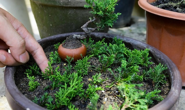 Những cây duyên tùng được anh Vinh trồng theo phương pháp chiết và giâm cành để lấy cây giống tạo hình bonsai tí hon. "Trung bình phải trồng hai năm thì mới bắt đầu uốn tỉa tạo dáng bonsai", anh Vinh nói. (Ảnh: Vnexpress)