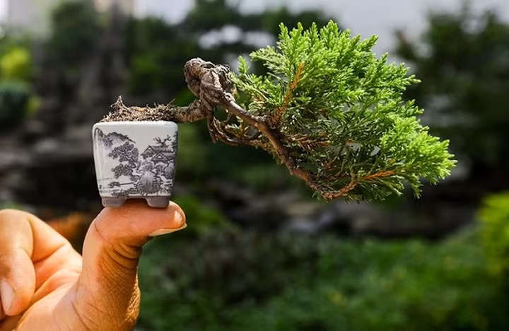 Từ năm 2000, anh Vinh bắt đầu bán bonsai tí hon, tùy theo chủng loại, hình thế, tuổi đời, kích thước... mà mỗi cây có giá từ vài triệu đến hàng chục triệu đồng. Chậu duyên tùng có dáng bay, được chủ nhân bán với giá ba triệu đồng. (Ảnh: Vnexpress)