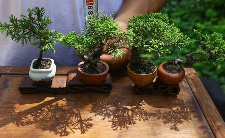 Những cây có thể sống hàng trăm năm như cây duyên tùng, sơn liễu, mai chiếu thủy... được anh Vinh chọn để làm bonsai tí hon. (Ảnh: Vnexpress)