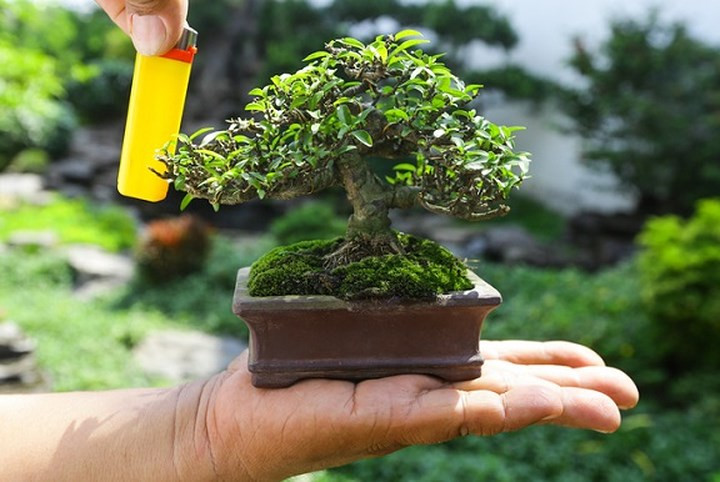 Chậu mai chiếu thủy bonsai tí hon chỉ cao bằng gần bằng chiếc bật lửa được chủ nhân chăm sóc trong bảy năm để ra hình dáng trực lắc, có giá bán tám triệu đồng. (Ảnh: Vnexpress)