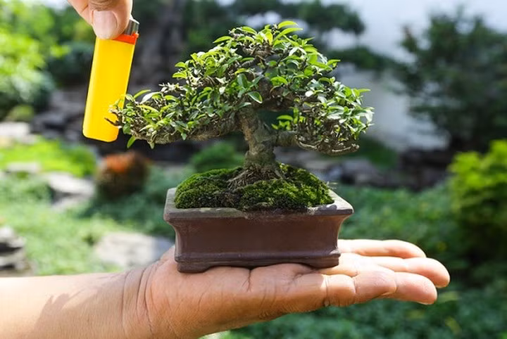 Chậu mai chiếu thủy bonsai tí hon chỉ cao bằng gần bằng chiếc bật lửa được chủ nhân chăm sóc trong bảy năm để ra hình dáng trực lắc, có giá bán tám triệu đồng. (Ảnh: Vnexpress)