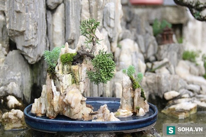 Từ việc chơi cây cảnh phổ thông, anh Vinh tìm kiếm nhiều giống mới, nhiều loại cây và các thế đẹp thông qua sự sáng tạo của mình, cũng như tham khảo của các nước bạn thông qua tài liệu và những chuyến giao lưu, công tác. (Ảnh: Soha)