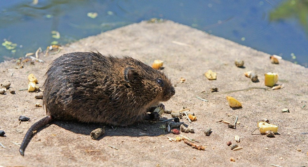 Chuột to như mèo khiến cả thị trấn Thụy Điển sống trong ác mộng.