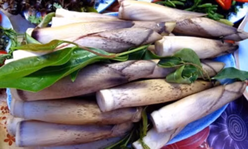 Từ tháng 2 đến tháng 6 là mùa măng đắng ở Điện Biên.