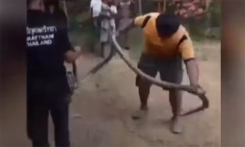 Tá hỏa phát hiện "quái vật" khổng lồ ẩn nấp trong nắp xe.