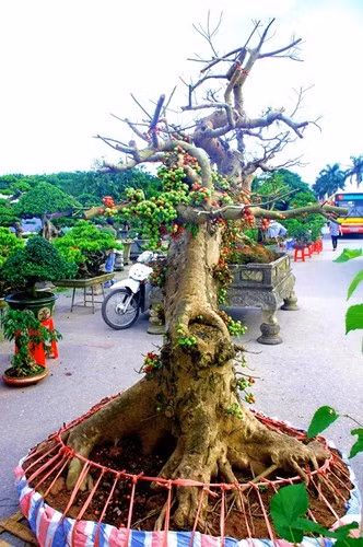Sung thường được làm cây cảnh, tạo thành rất nhiều thế bonsai đẹp. (Ảnh: Dân Việt)