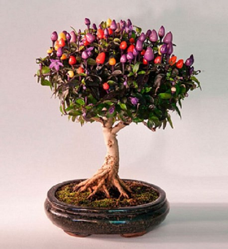 Cây ớt Chile với nhiều màu quả. (Ảnh: Gia đình &amp; xã hội)