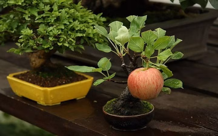 Một trái táo "full size" trên cây bonsai để khiến chậu cây này trở nên vô cùng ấn tượng. (Ảnh: Gia đình &amp; xã hội)
