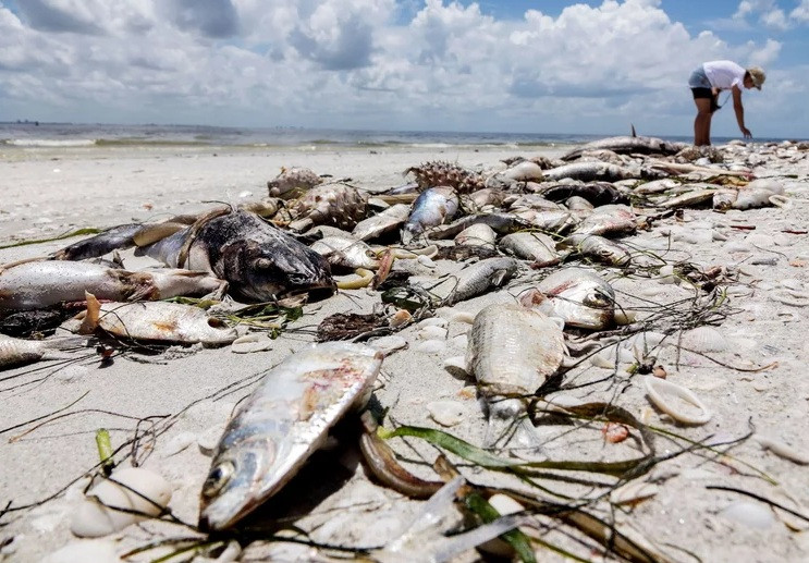 Thủy triều đỏ lần này bắt đầu từ tháng 10 năm ngoái và đã kéo dài hơn 9 tháng.