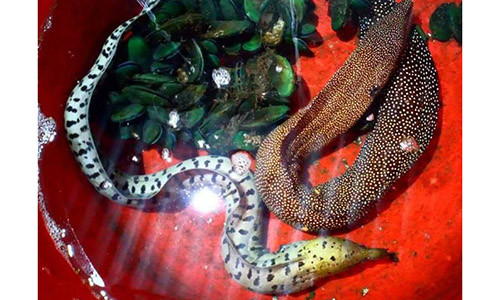 Cận cảnh 2 con cá cực lạ của anh Trần Minh Vũ.