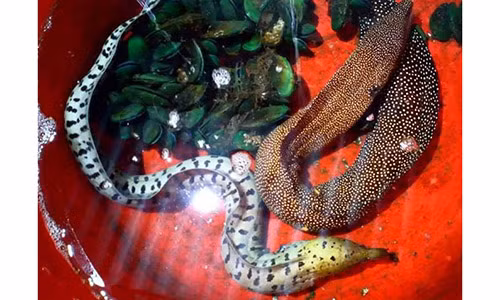 Cận cảnh 2 con cá cực lạ của anh Trần Minh Vũ.