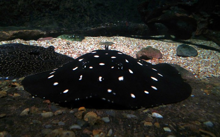 Cá đuối nước ngọt Polka Dot có giá 100.000 USD. (Ảnh: insidermonkey)