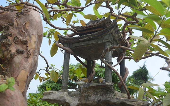 Phía gần gốc cây, có một ngôi đình nhỏ, các cành nhỏ của cây ổi bám ôm lấy đình. Phía dưới tán cây, có một cây đa mọc lá xanh tốt.